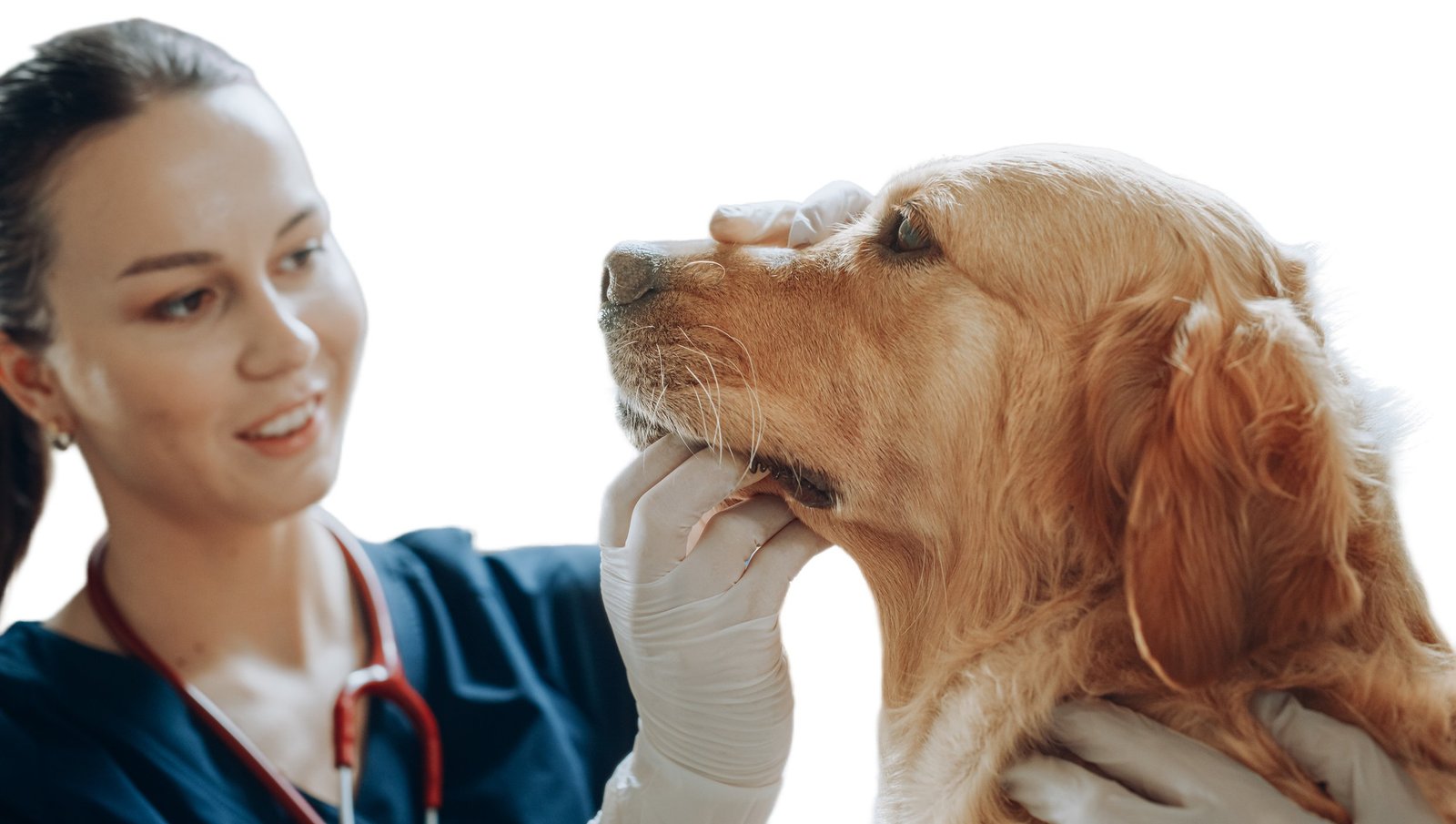 Veterinarian comforting a dog during treatment