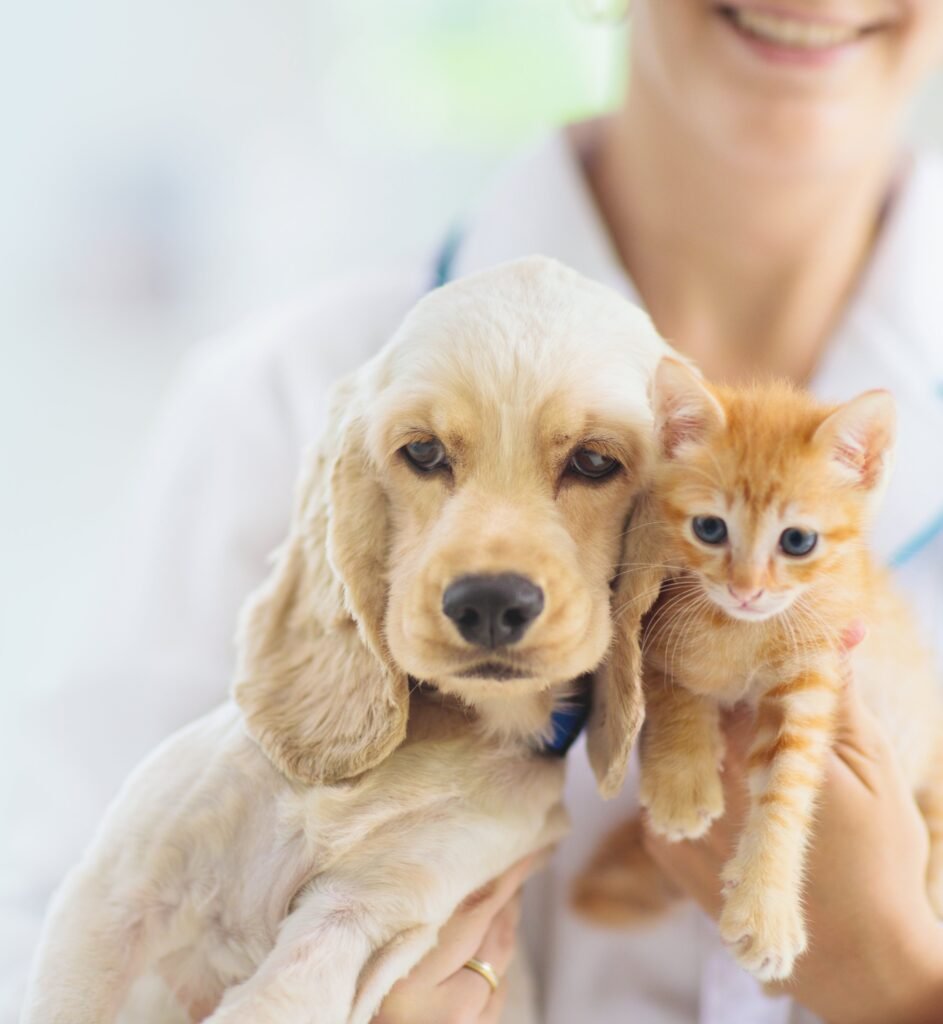 Puppy and kitten together