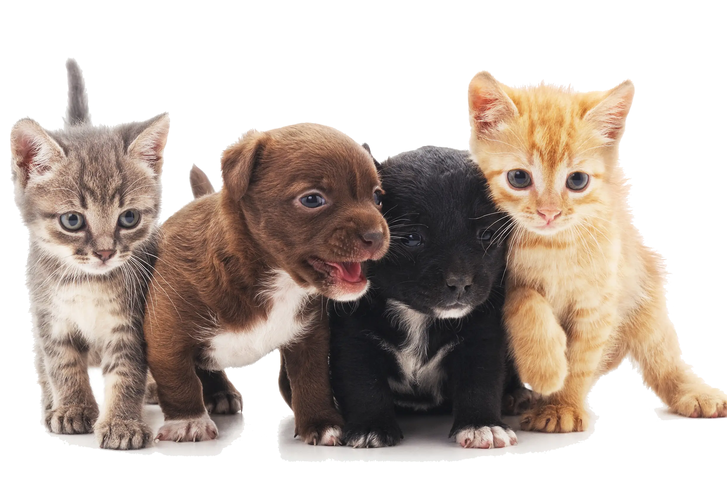 Puppies and kittens together indoors