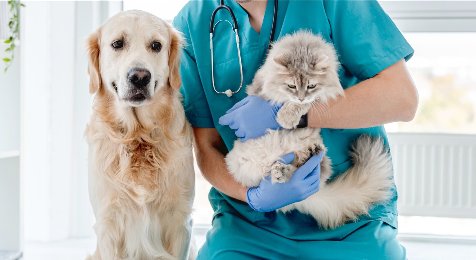 Veterinarian holding a dog and cat during examination